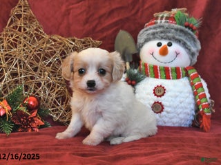 Cavachon dogs Callie - Ad 5