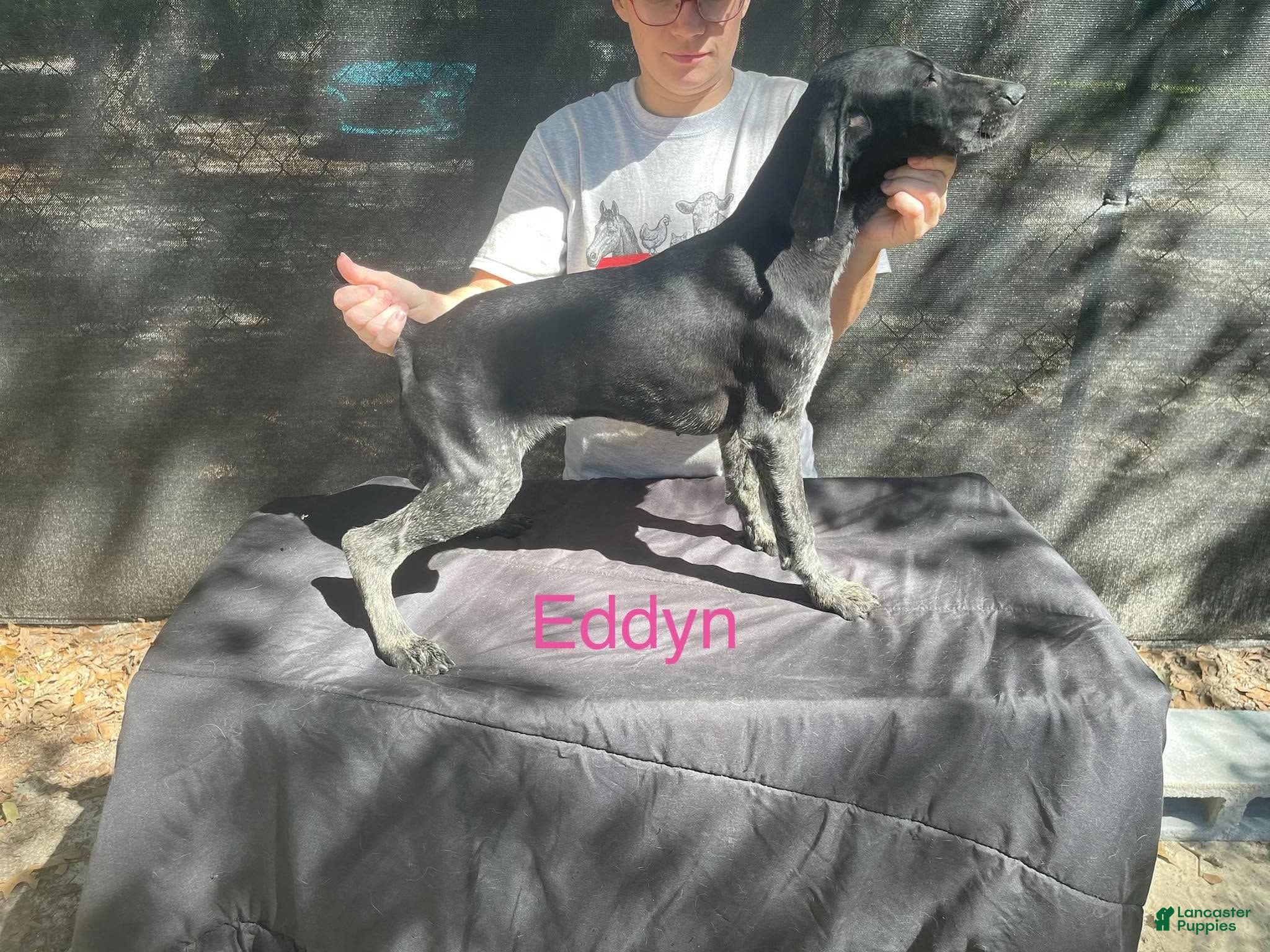 Alexis (German Shorthaired Pointer, Female) in Manning, SC