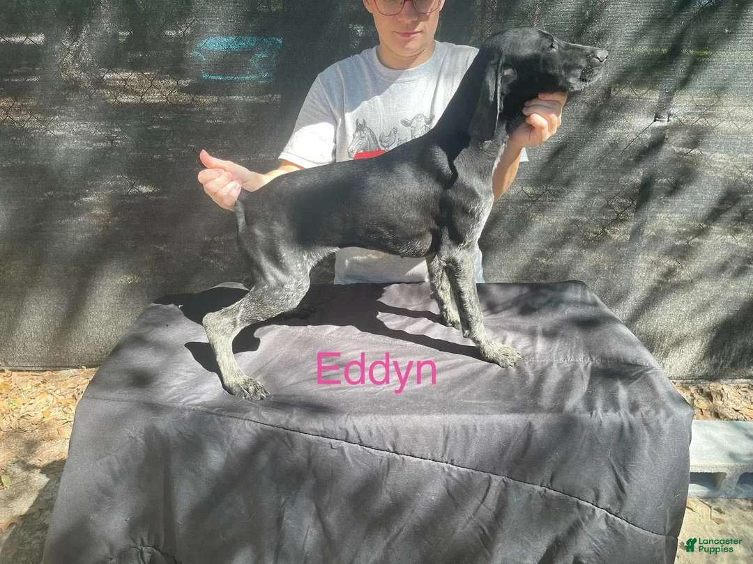 German Shorthaired Pointer dogs for sale: Alexis - Ad 1