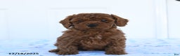 Miniature Poodle dogs for sale: Griffon - Ad 3
