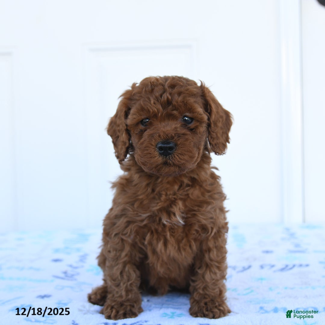Miniature Poodle dogs for sale: Griffon - Ad 3