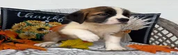 Saint Bernard dogs for sale: Queen - Ad 3