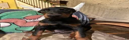 Doberman Pinscher dogs for sale: Akc Mr. All love to give - Ad 6