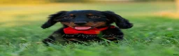 Miniature Dachshund dogs for sale: neo - Ad 4