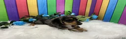 Dachshund dogs for sale: Dachshund Puppy 1 - Ad 5