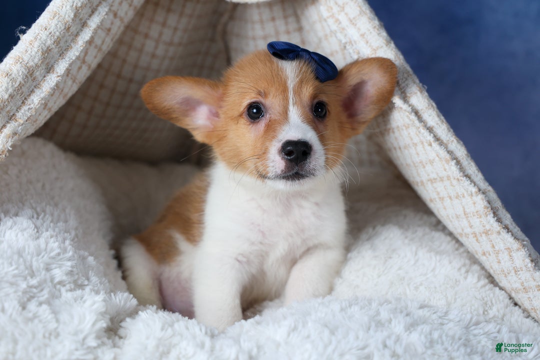 Welsh Corgi Pembroke dogs for sale: Luigi - Ad 4