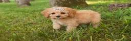 Mixed Breed dogs for sale: Buttons Munchkin Bernedoodle - Ad 3