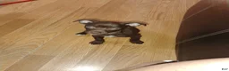 Mixed Breed dogs for sale: Mixed Breed 1 - Ad 3