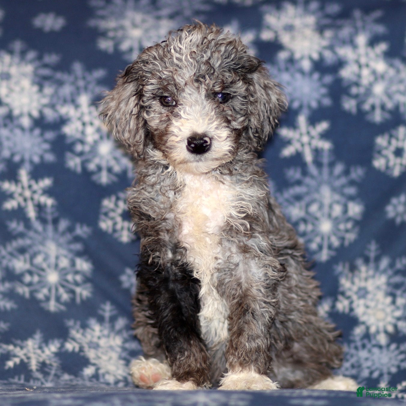 Sheepadoodle dogs Kendall - Ad 4