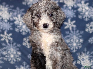 Sheepadoodle dogs Kendall - Ad 9