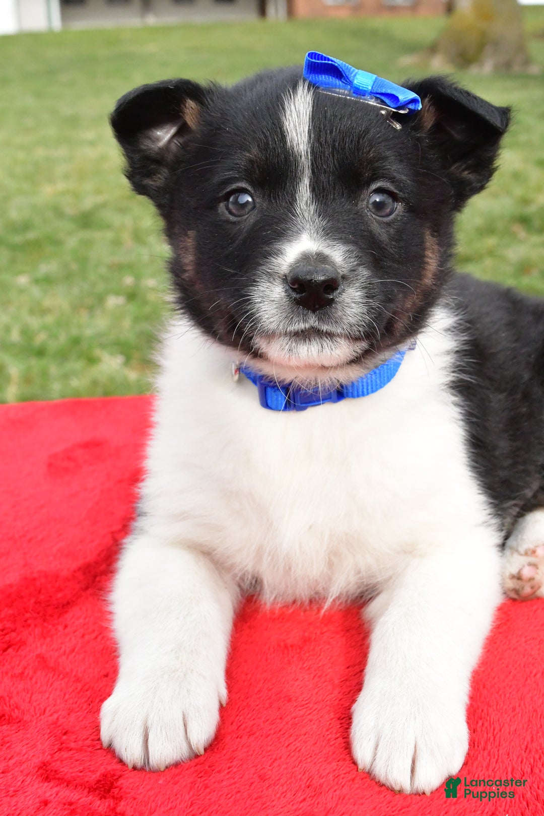 Mixed Breed dogs for sale: Mason - Ad 7