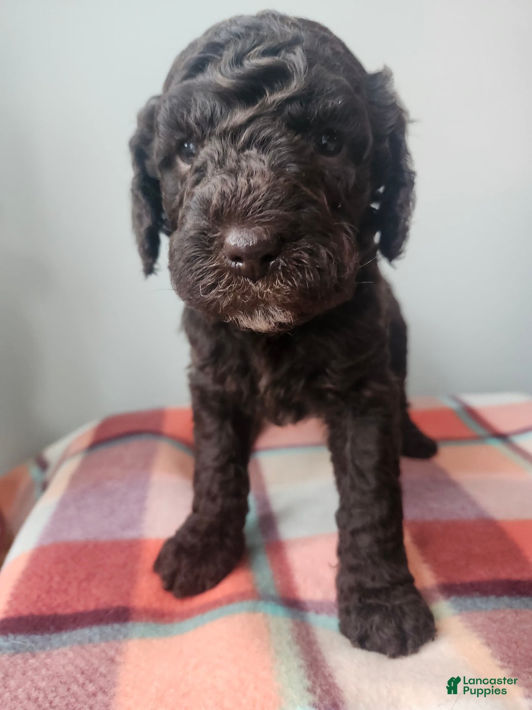 Labradoodle dogs for sale: Noel - Ad 8