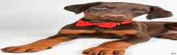Doberman Pinscher dogs for sale: Hans - Ad 3
