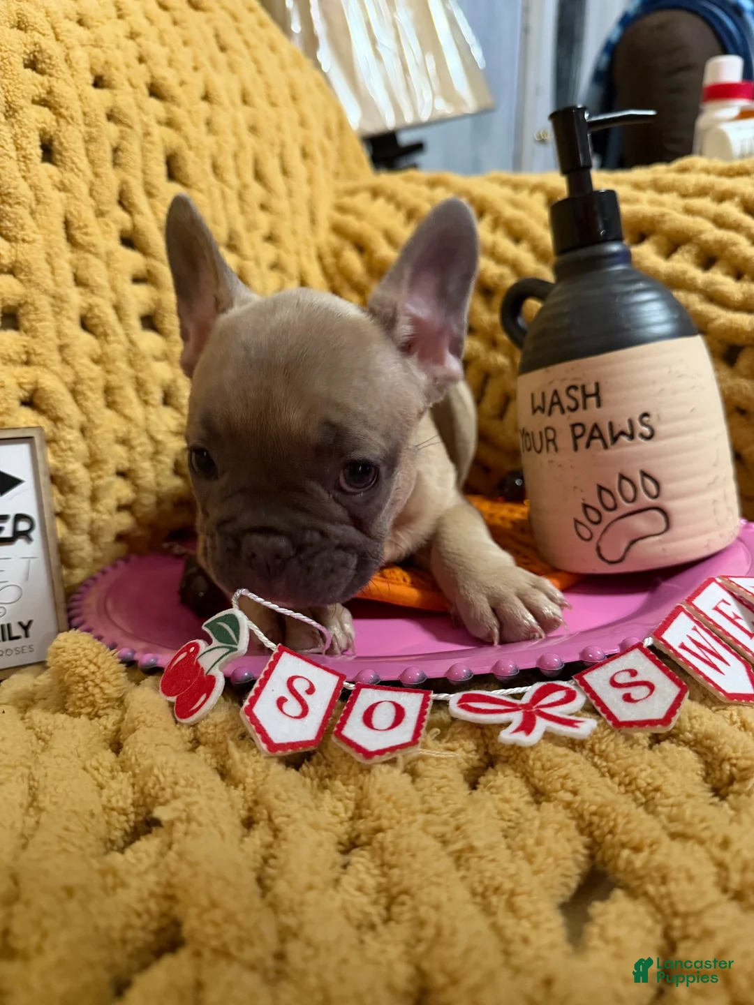 French Bulldog dogs for sale: French Bulldog 7 - Ad 2