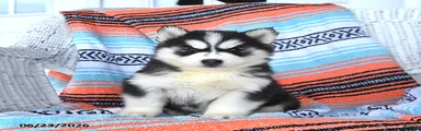 Sheila