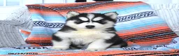 Siberian Husky dogs for sale: Sheila - Ad 1