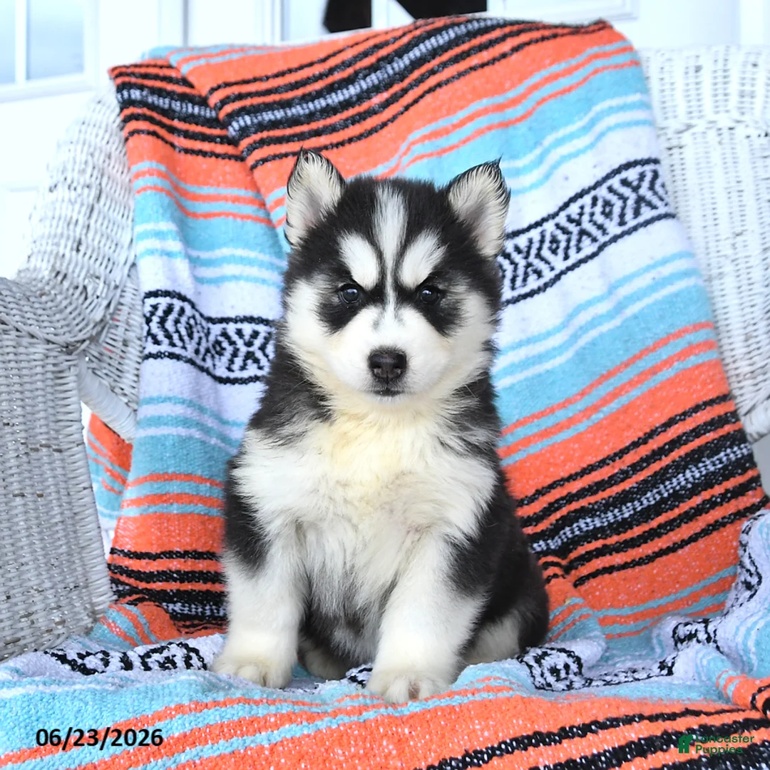 Siberian Husky dogs for sale: Sheila - Ad 1