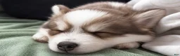 Pomsky dogs for sale: Pomsky Puppy 1 - Ad 8
