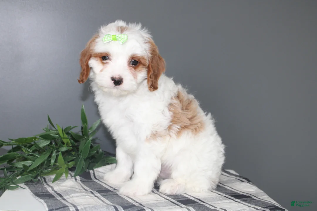 Cavapoo dogs for sale: Karl - Ad 2