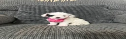 Toy Poodle dogs for sale: Kaya - Ad 2