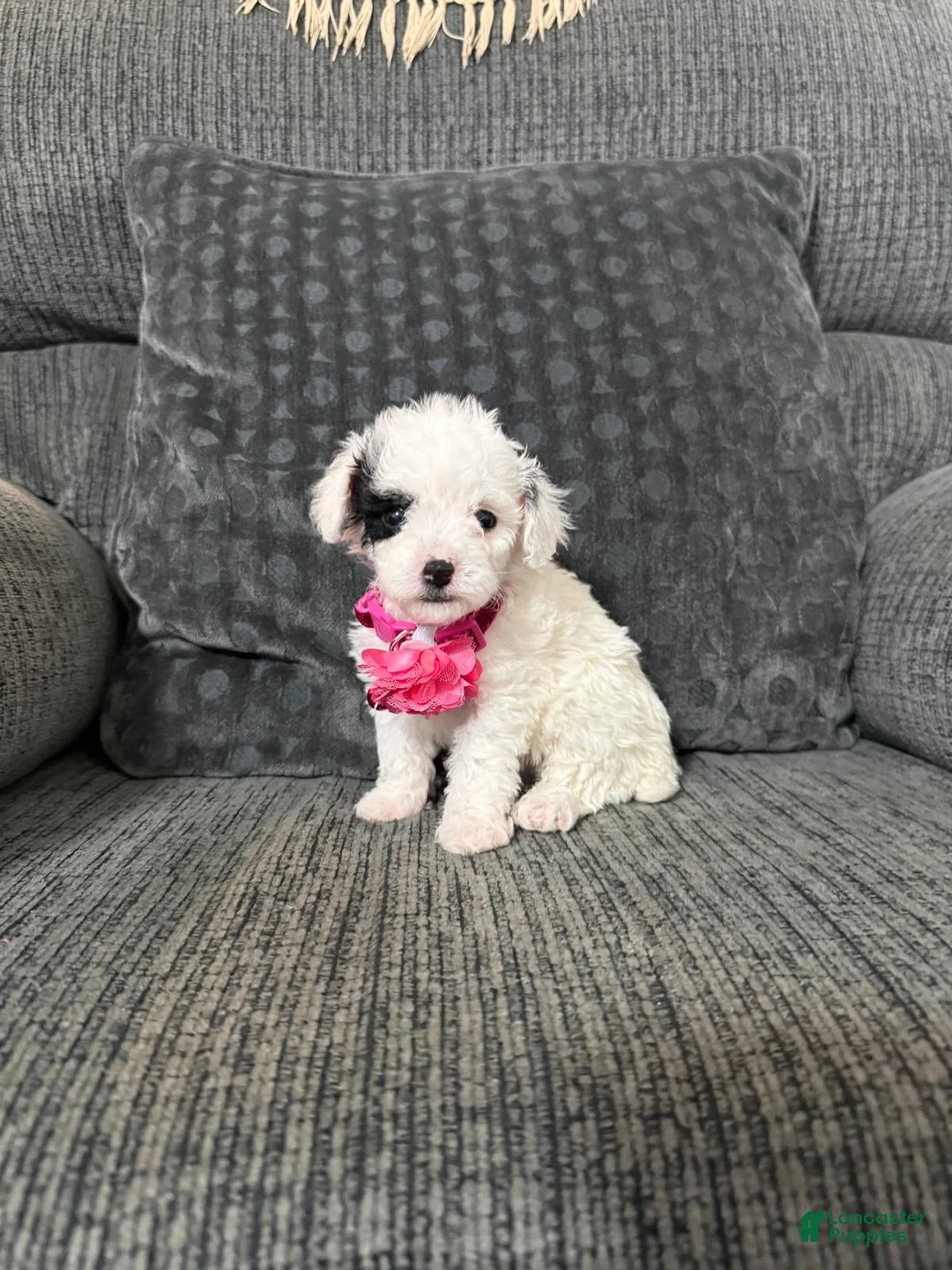 Toy Poodle dogs for sale: Kaya - Ad 2