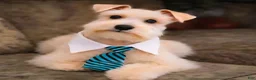 Miniature Schnauzer dogs for sale: Crystal  - Ad 8