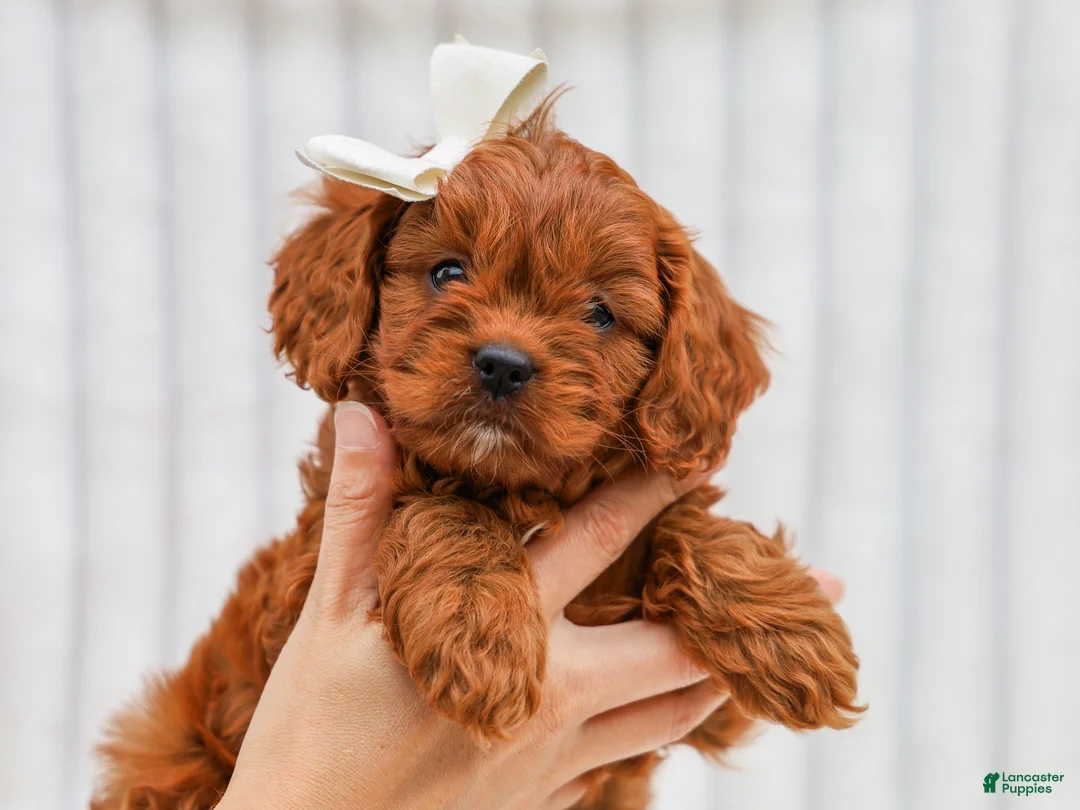 Cavapoo dogs for sale: Reba Cavapoo 3 - Ad 1