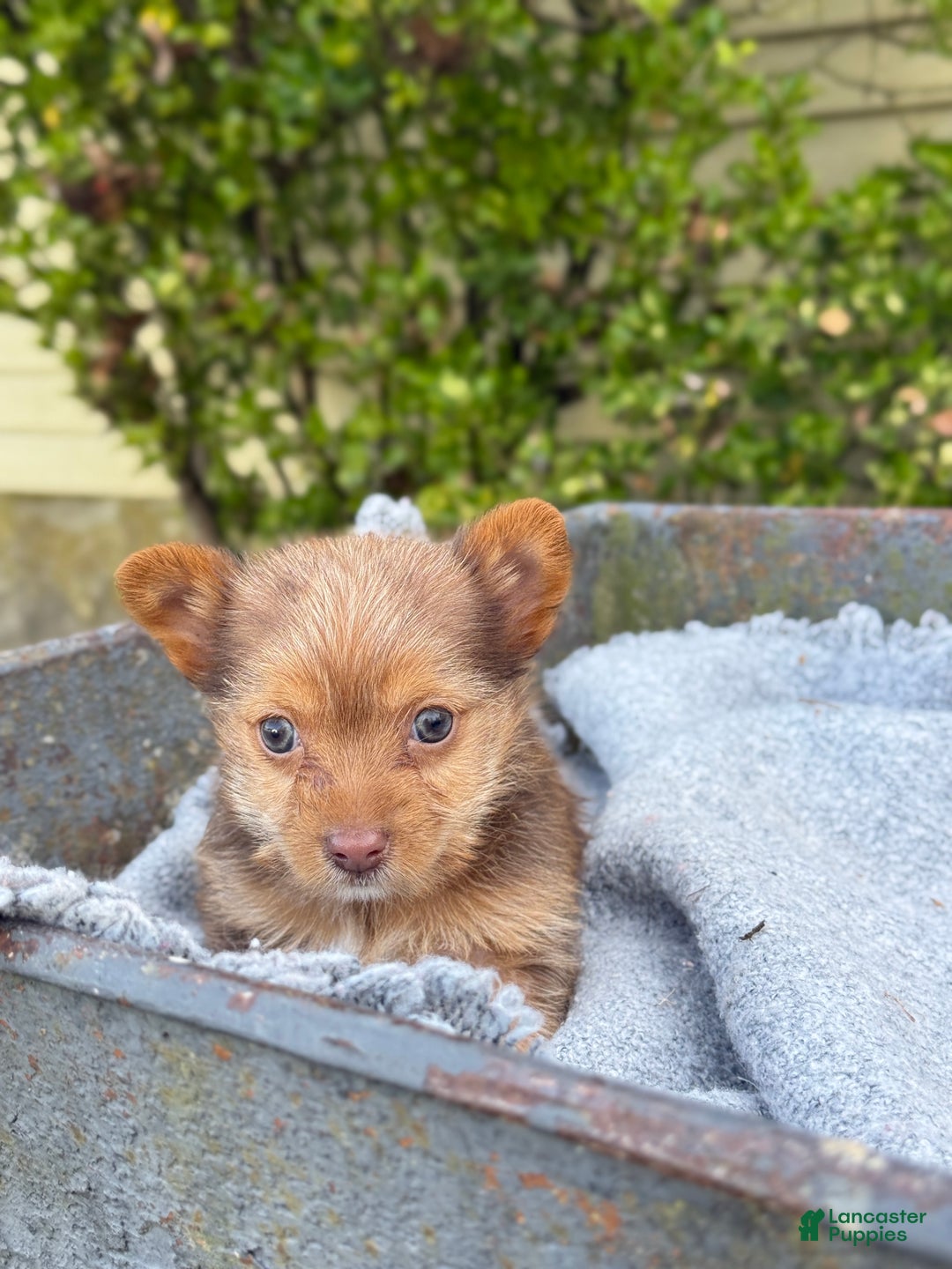Yorkshire Terrier dogs for sale: Mittens - Ad 5