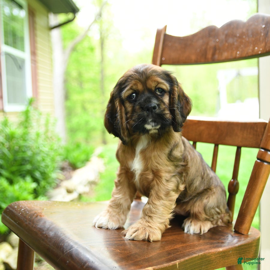 Cocker Spaniel dogs Bubbles - Ad 1