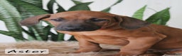 Rhodesian Ridgeback dogs for sale: Rhodesian Ridgeback Puppy 6 - Ad 1