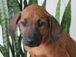 Rhodesian Ridgeback dogs Rhodesian Ridgeback Puppy 6 - Ad 7