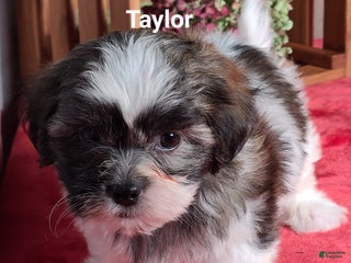 Teddy Bear dogs - Ad 34