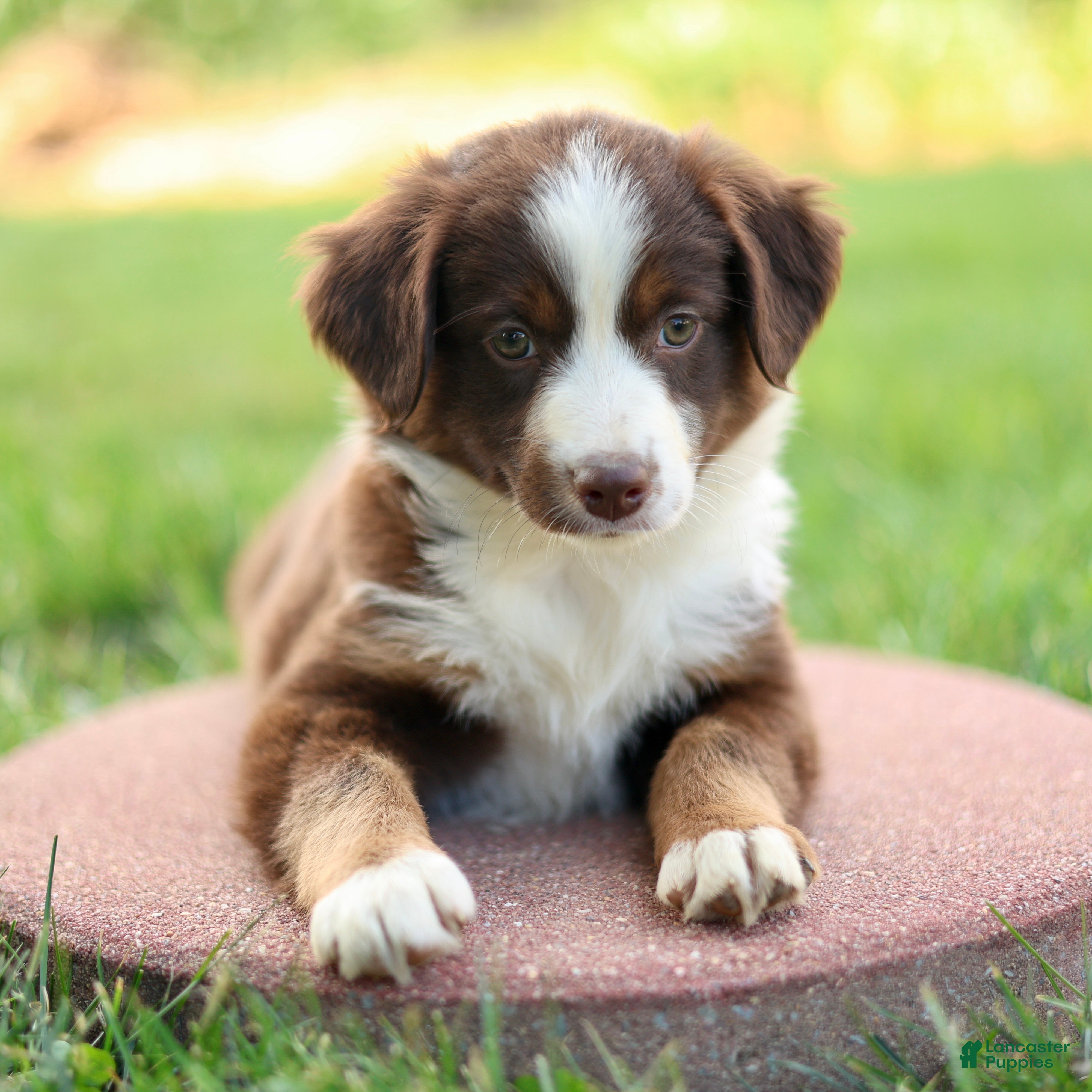 Miniature Australian Shepherd dogs Joanna - Ad 1
