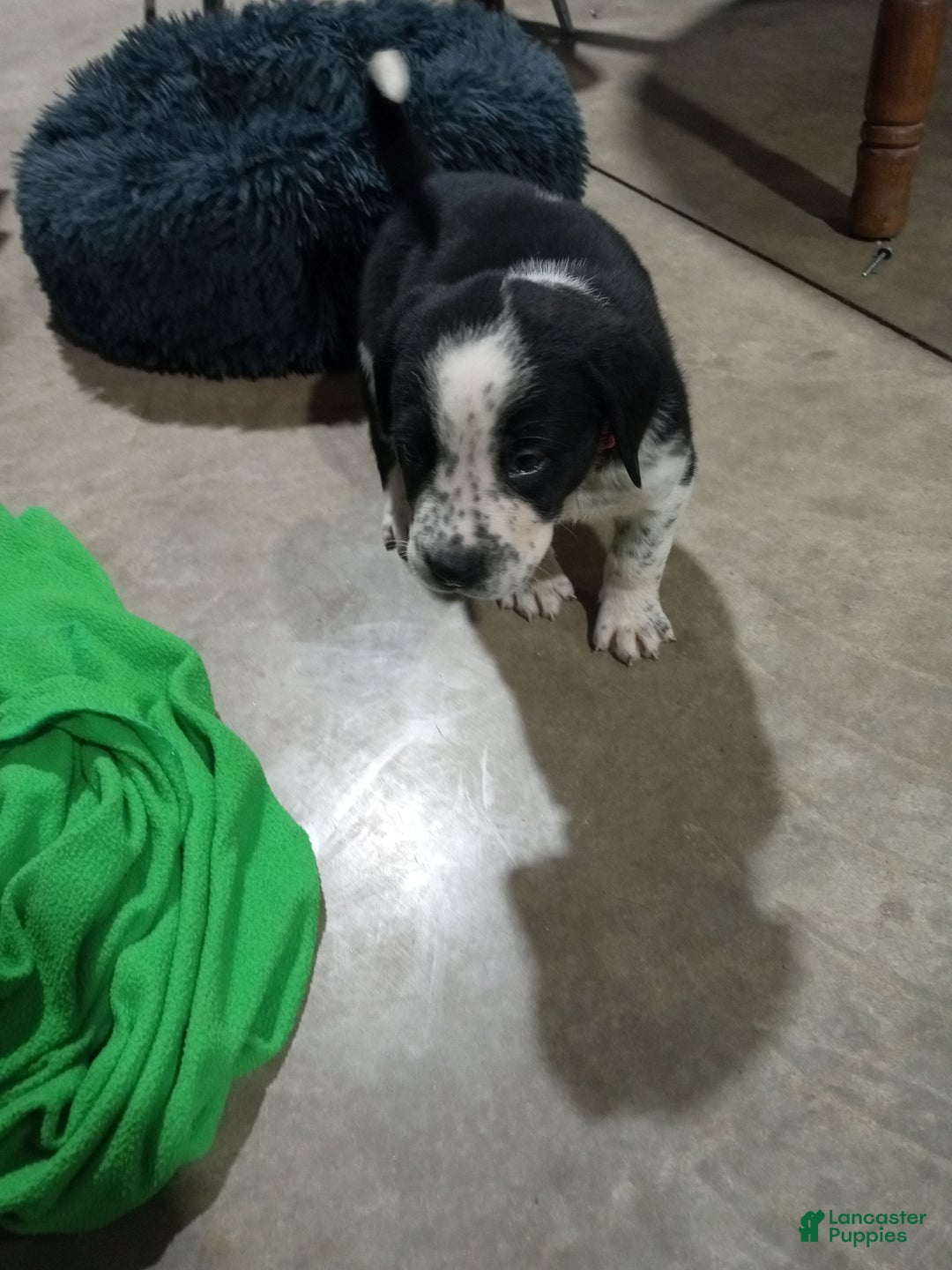Mixed Breed dogs for sale: Belle - Ad 2