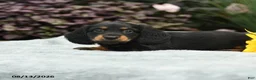 Dachshund dogs for sale: Rosy - Ad 5