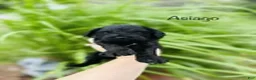 Cavapoo dogs for sale: Asiago  - Ad 3