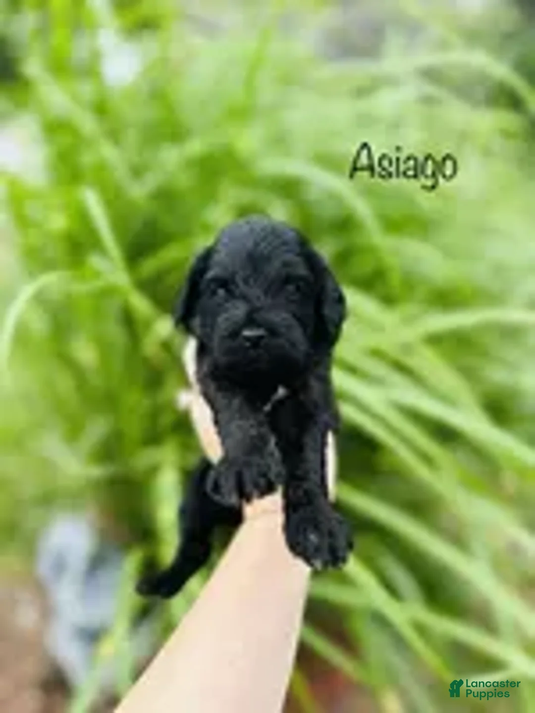 Cavapoo dogs for sale: Asiago  - Ad 3