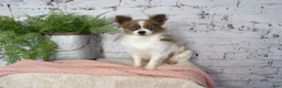 Pomeranian dogs for sale: Heilda  - Ad 6