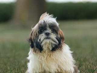 Shih Tzu dogs Charlie - Ad 31