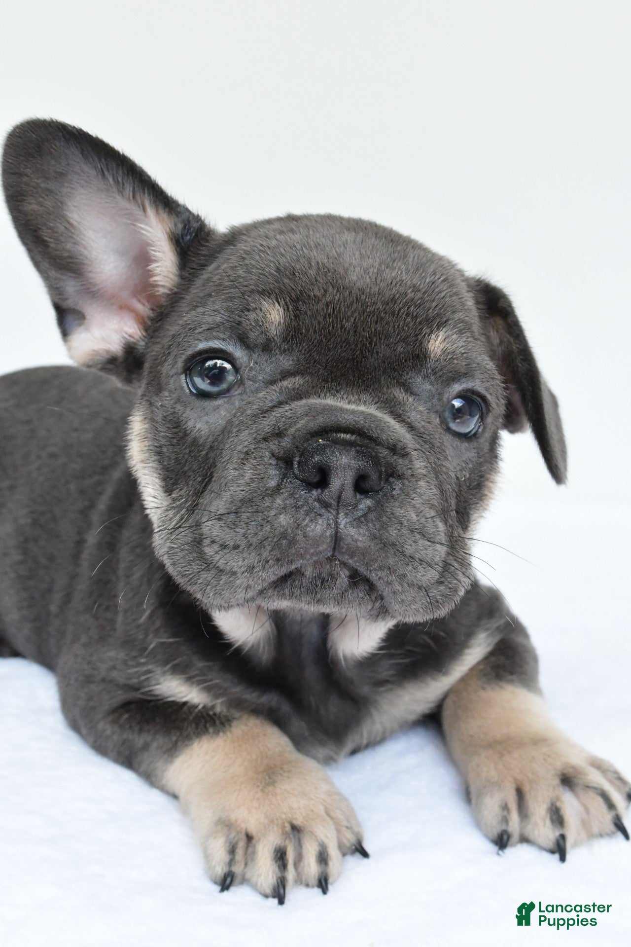 French Bulldog dogs rocco - Ad 1