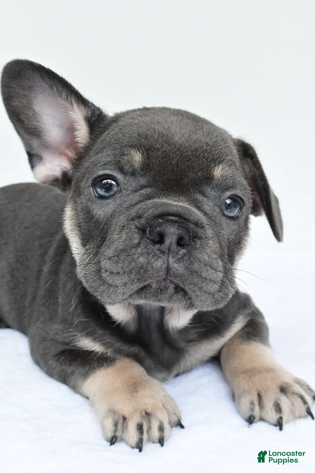 French Bulldog dogs for sale: rocco - Ad 1
