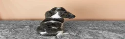 Cavalier King Charles Spaniel dogs for sale: Luna  - Ad 4