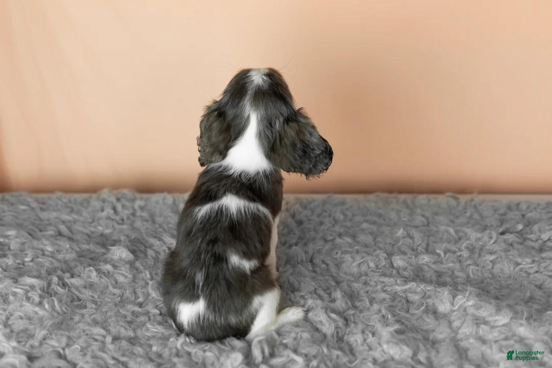 Cavalier King Charles Spaniel dogs for sale: Luna  - Ad 4