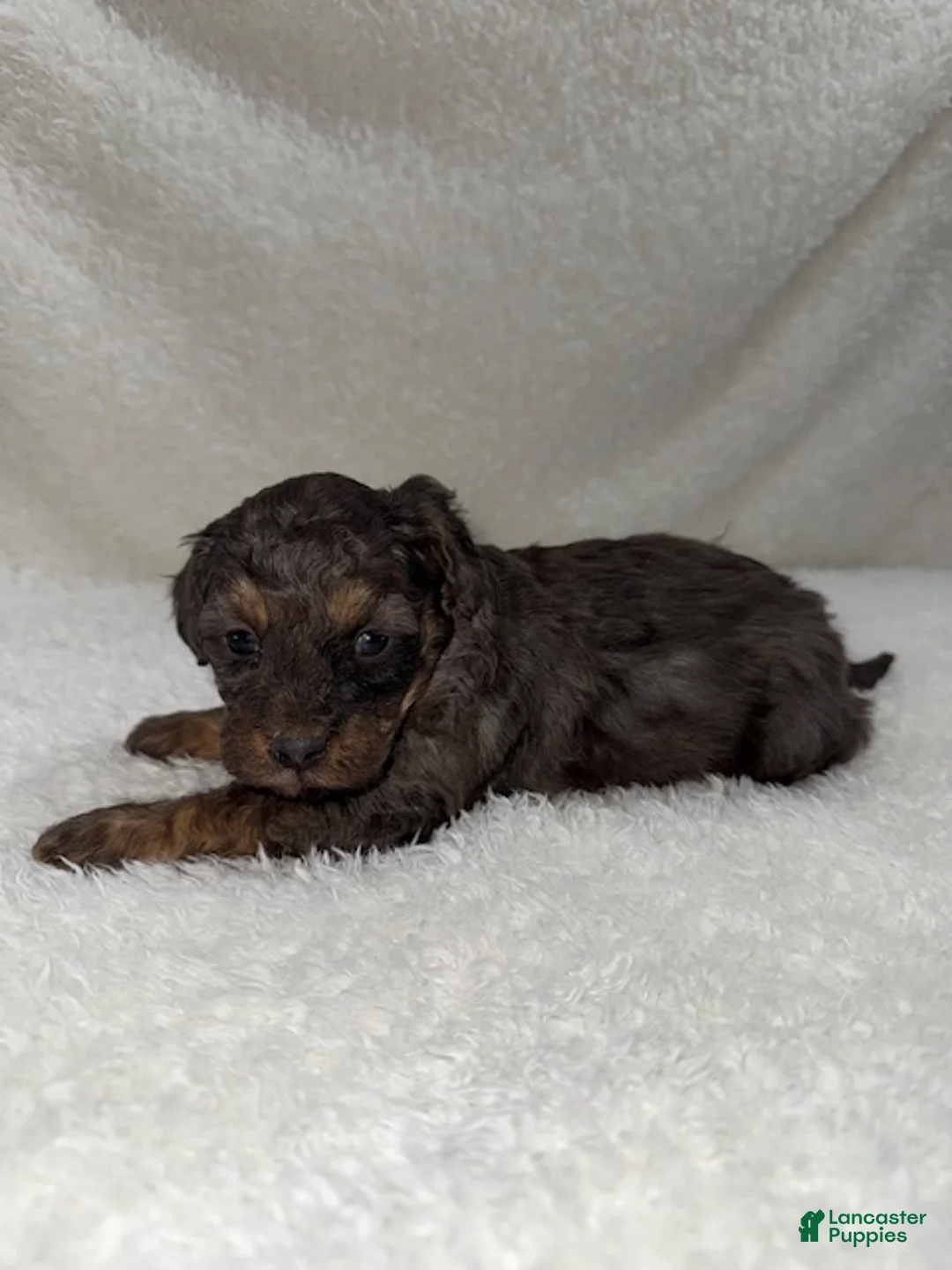 Cavapoo dogs for sale: Cavapoo Puppy 1 - Ad 2