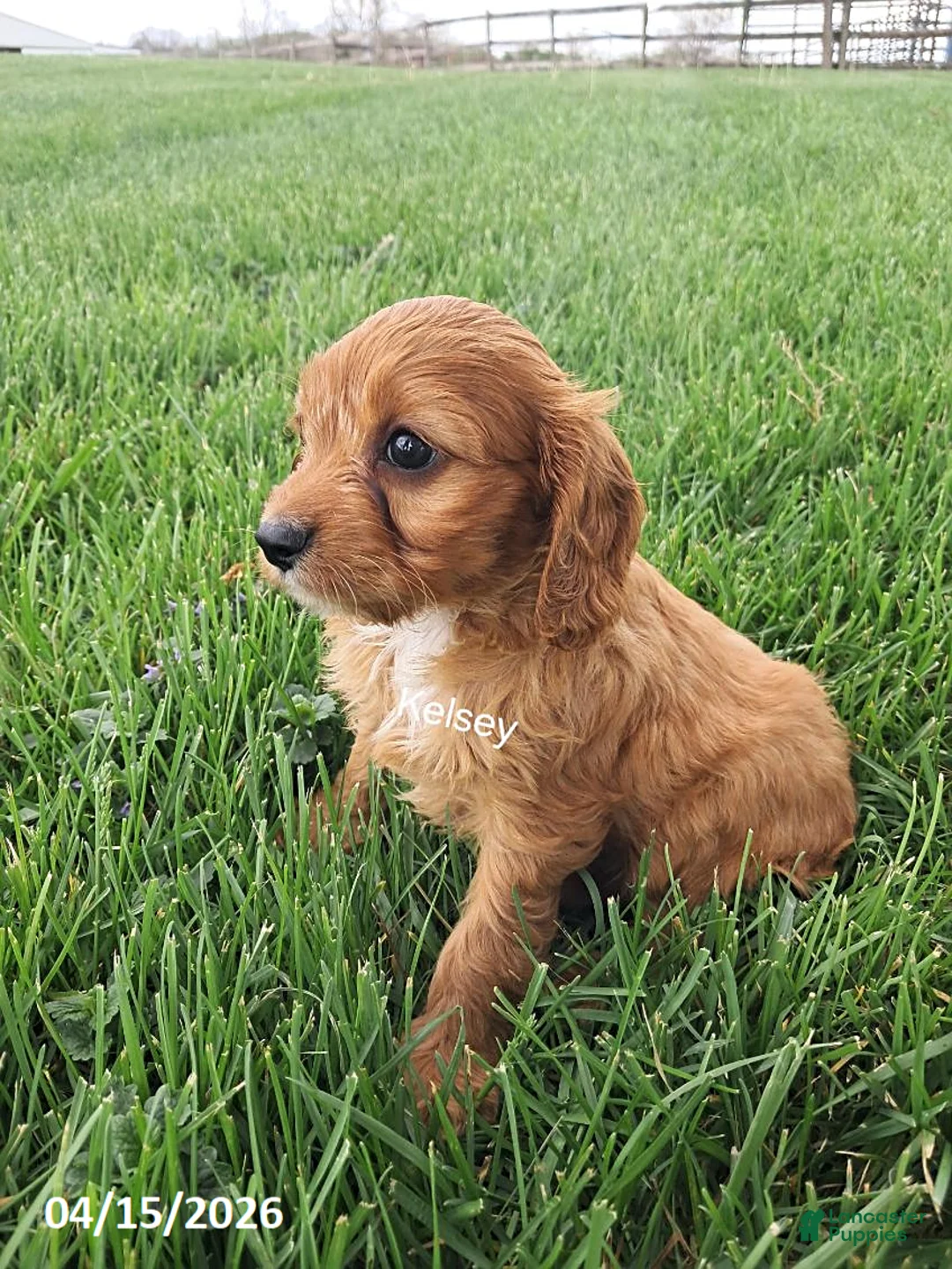 Cavapoo dogs for sale: Kelsey - Ad 5