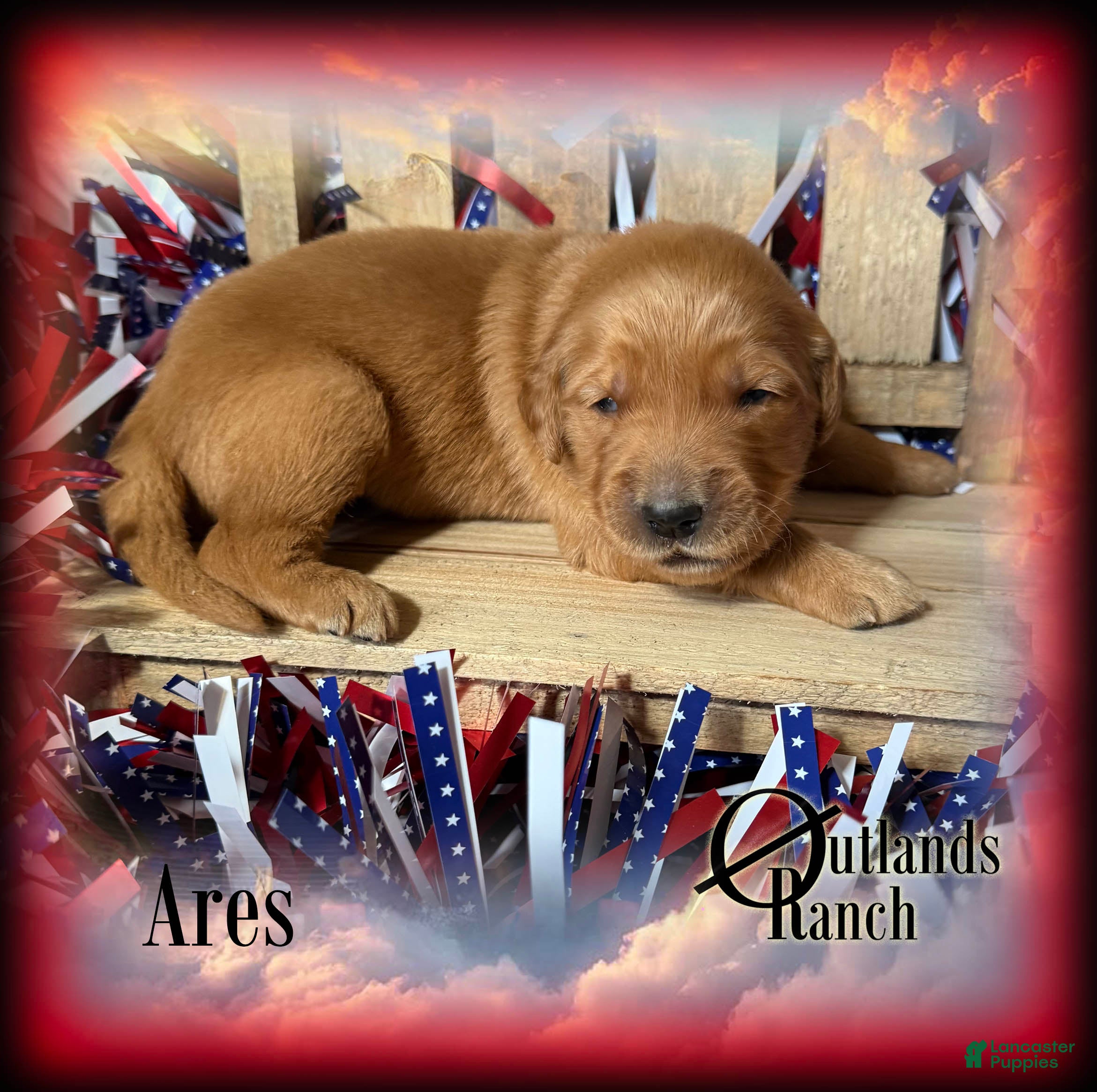 Golden Retriever dogs for sale: Ares~Red Collar - Ad 3