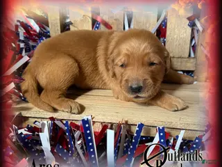 Golden Retriever dogs for sale: Ares~Red Collar - Ad 3
