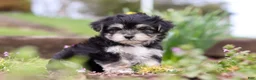 Morkie dogs for sale: Bruno - Ad 9