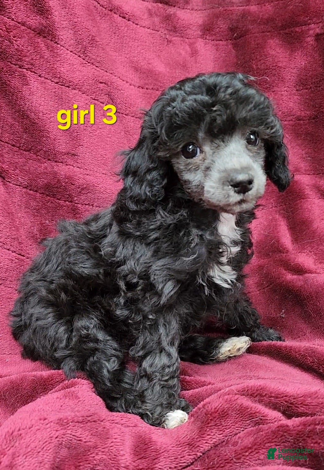 Toy Poodle dogs AKC Silver girl 3 - Ad 1