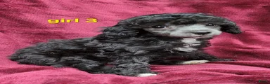 AKC Silver girl 3